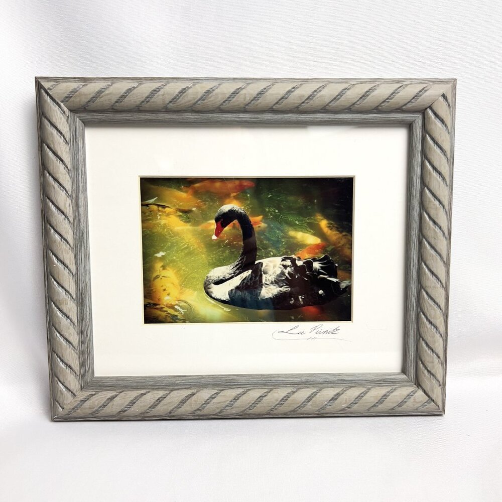Black Swan Serene Artwork Signed Photograph Koi Fish Harmonious Composition 2008